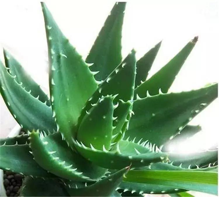 芦荟烂根叶子全掉了怎么能救活,芦荟烂根怎么补救最快