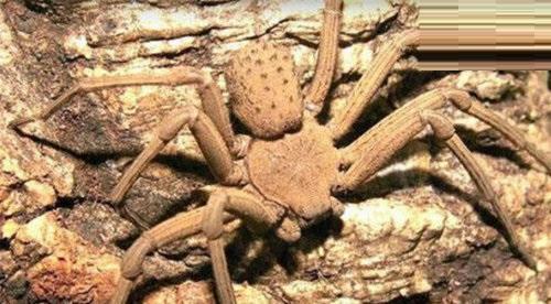 十大又恐怖又特别毒的灭绝虫子,世界上最毒的昆虫黑寡妇