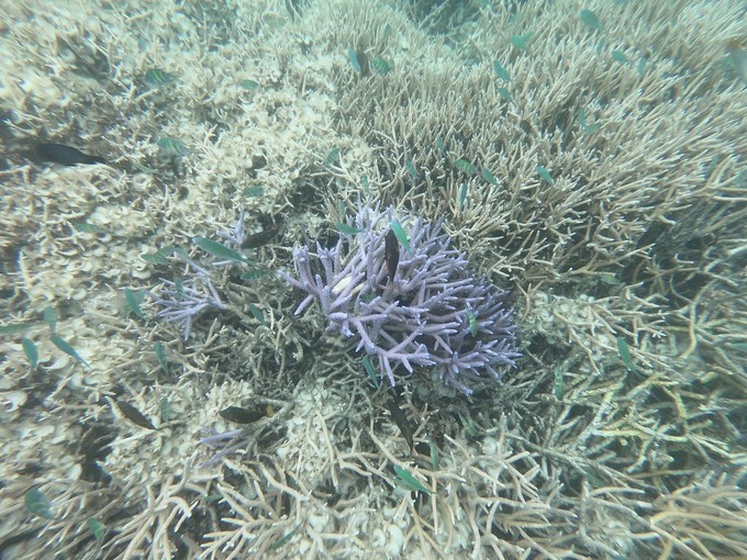 帕劳的海景风光给人美的享受,帕劳的海洋和沙滩风景图片