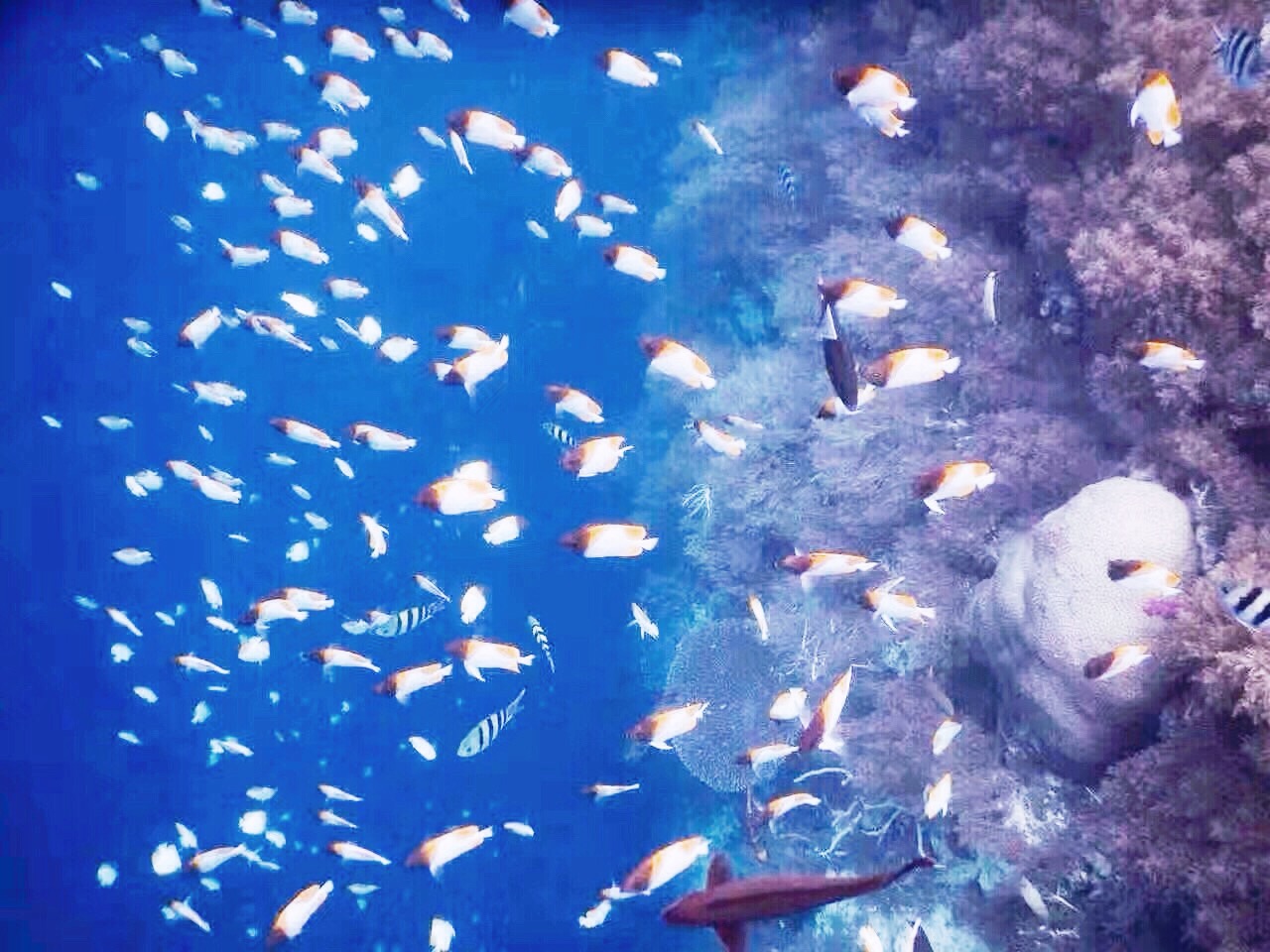 帕劳的海景风光给人美的享受,帕劳的海洋和沙滩风景图片