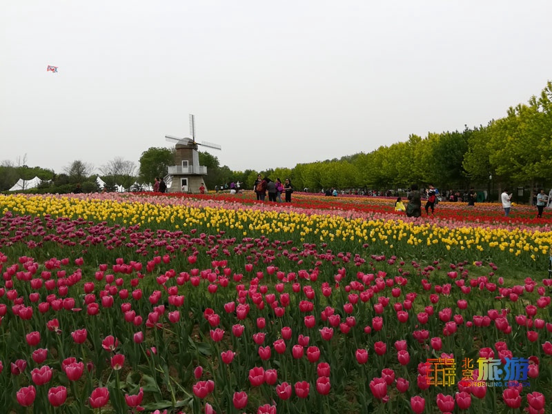 北京国际鲜花港游玩指南来啦！郁金香争奇斗艳，音乐喷泉令人震撼，云雾仙境如梦似幻！