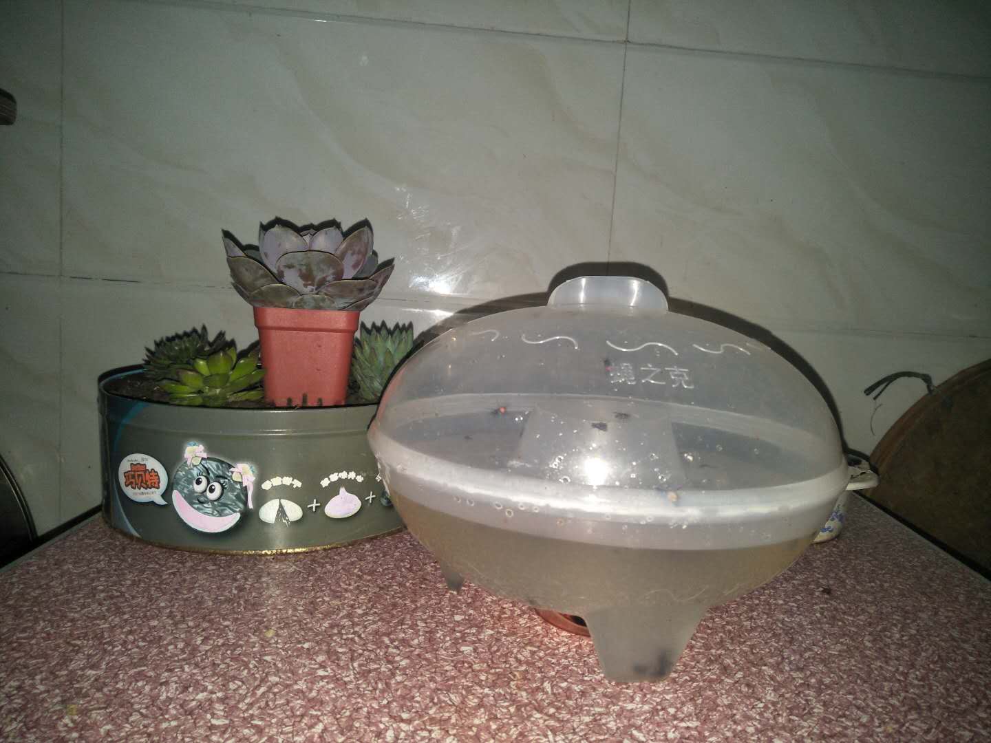 夏天来了院子的苍蝇,夏天来了农村蚊子多怎么有效解决