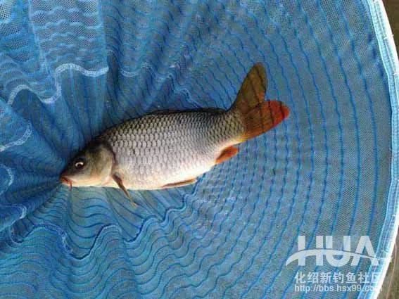 大风天水库钓鲫鱼,大风天在水库野钓视频