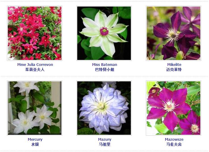 铁线莲爬藤花卉排名前十名,铁线莲哪个品种花最好看