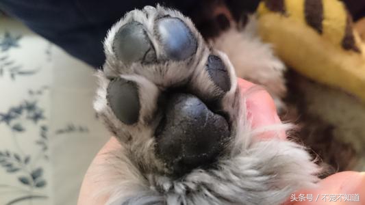 狗狗常见脚垫问题及护理要点,狗狗常见问题和解决方法