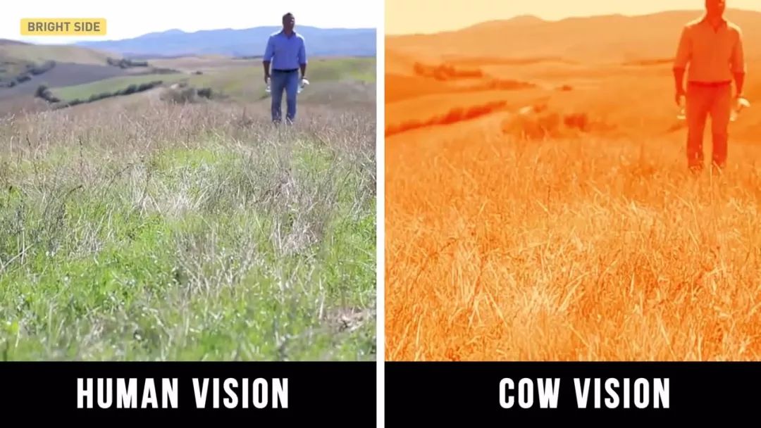 动物眼里的世界长什么样子,动物眼里的世界都是什么颜色