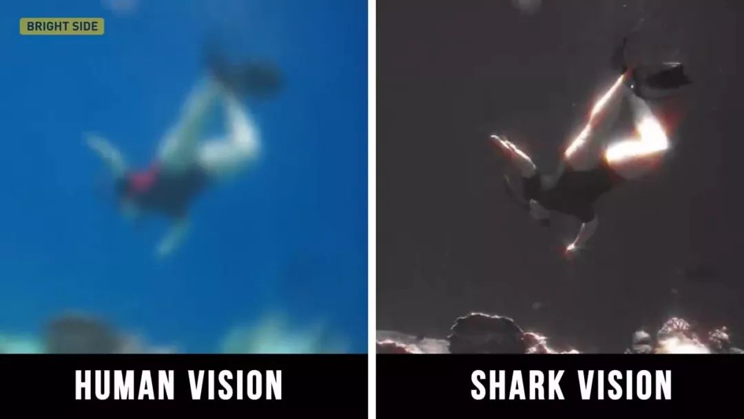 动物眼中的世界是什么样子的图片,动物眼里的世界长怎样