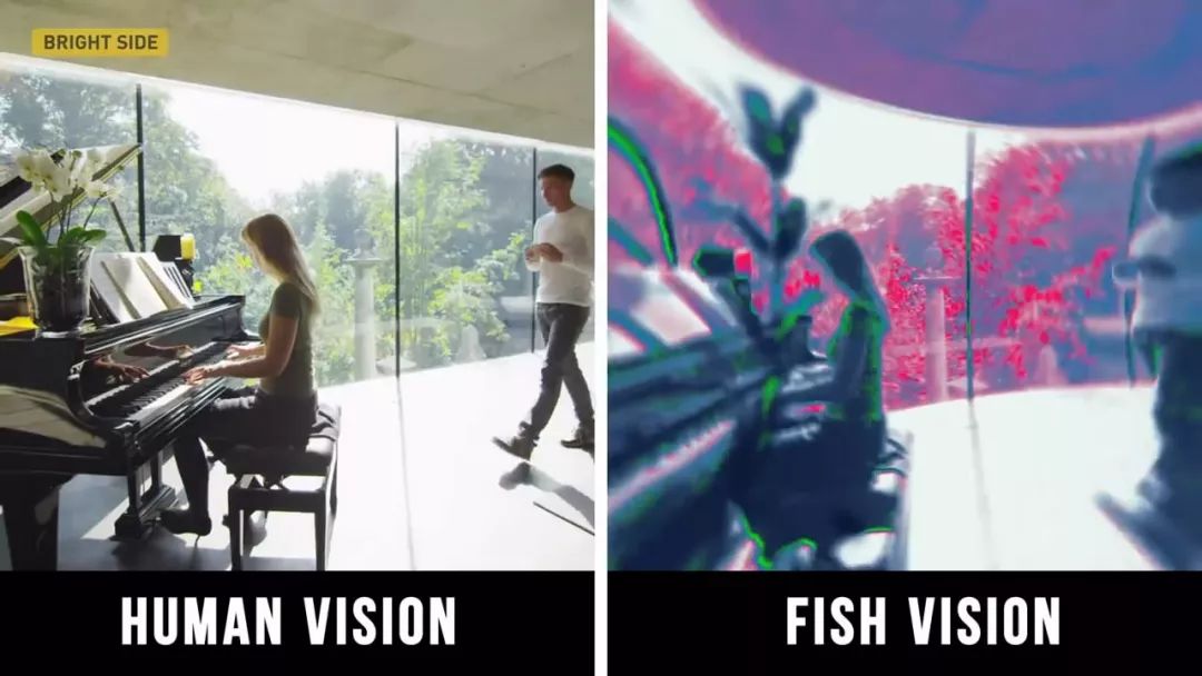 动物眼中的世界是什么样子的图片,动物眼里的世界长怎样