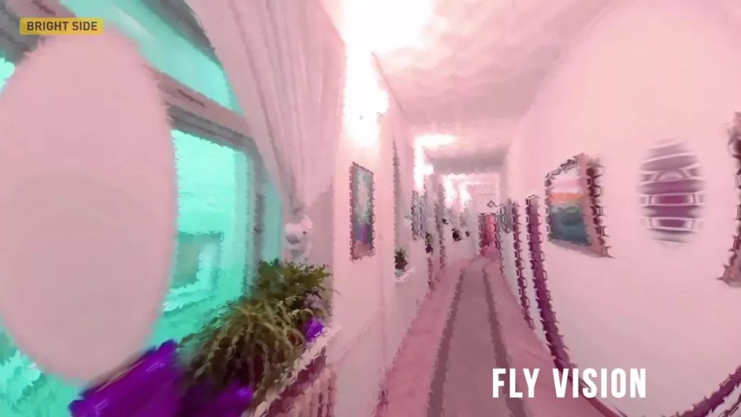 动物眼中的世界是什么样子的图片,动物眼里的世界长怎样