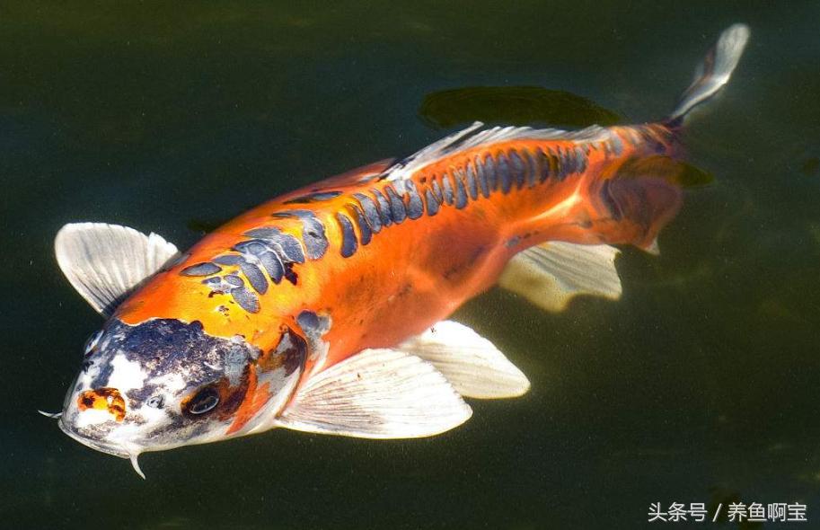 鱼的消化率能达到多少,鱼的消化与温度的关系