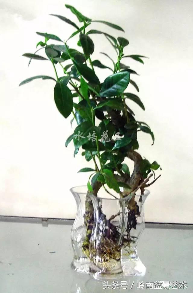 栀子花开美好如初,栀子花开花开盛夏