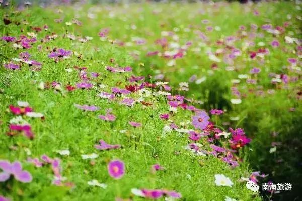 紫色薰衣草海+五彩摩天轮！南海这里充满异国风情如电影般唯美！