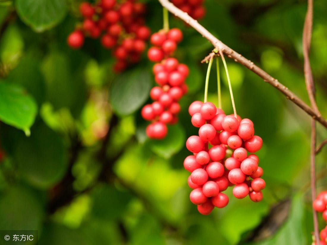 倪海厦讲解神农本草经五味子,五味子神农本草经原文