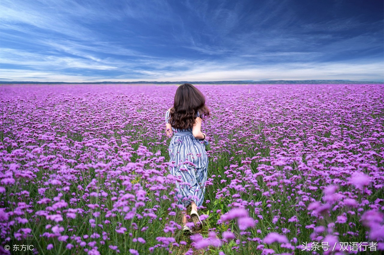 比较常见的花的英文名,各种美丽的花的英文名