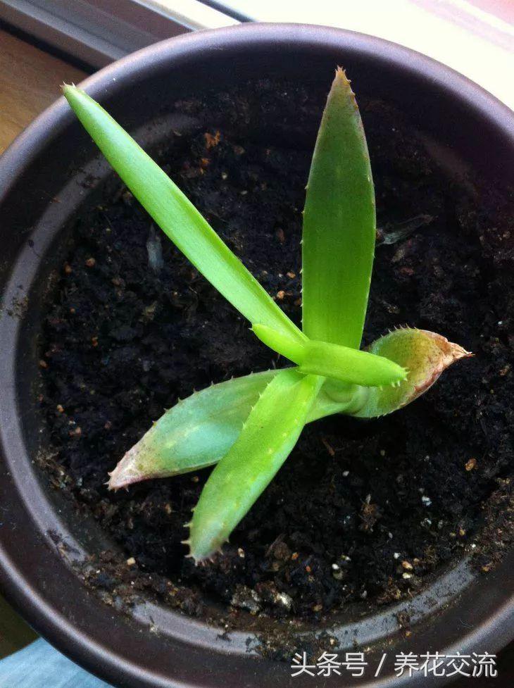 芦荟怎么养才养不死,室内养芦荟要注意的事项