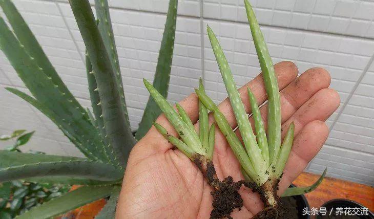芦荟怎么养才养不死,室内养芦荟要注意的事项