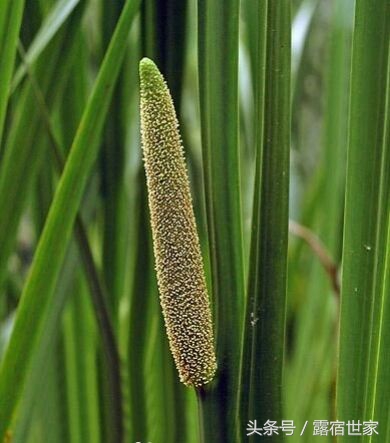 有治头晕耳鸣的西药没有,用菖蒲塞耳内能治耳鸣吗