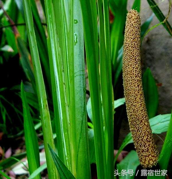 有治头晕耳鸣的西药没有,用菖蒲塞耳内能治耳鸣吗