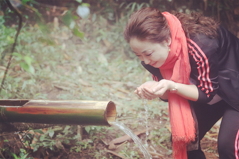 探寻800年古树普洱茶的神秘魅力,探寻古树普洱茶