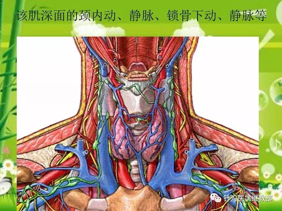 颈椎肌肉损伤用小针刀治疗,针刀治疗颈椎导致神经损伤