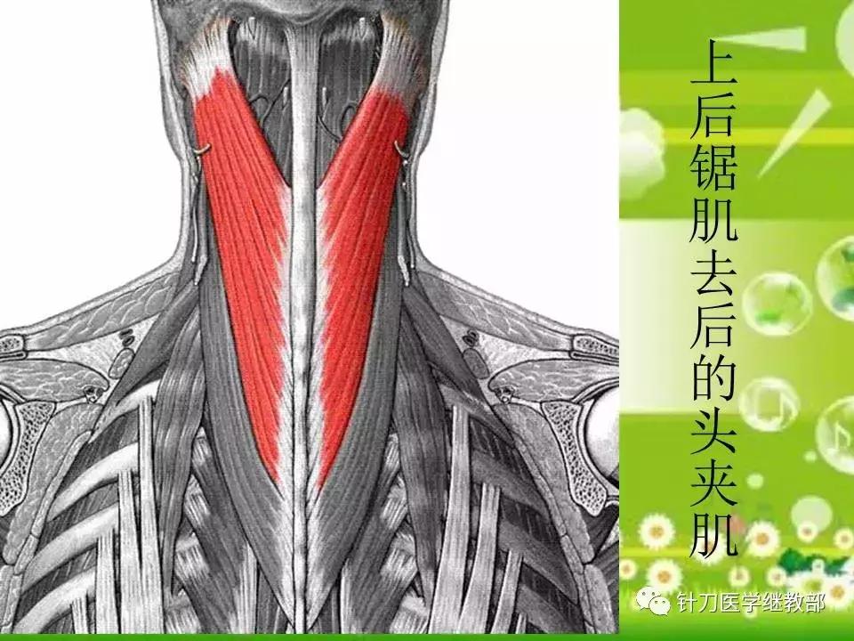 颈椎肌肉损伤用小针刀治疗,针刀治疗颈椎导致神经损伤