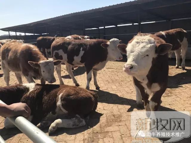 牛跛行的诊断与治疗,牛跛行