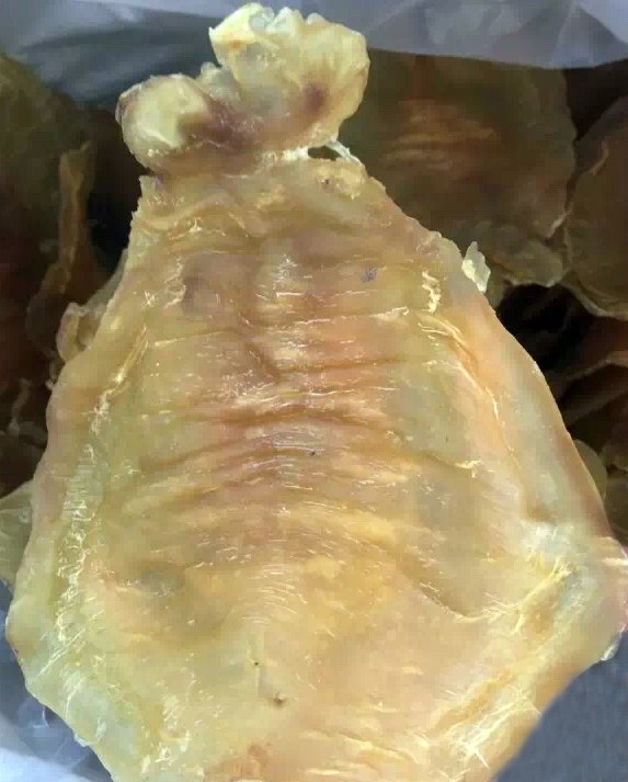 花胶科普小知识,花胶百科知识