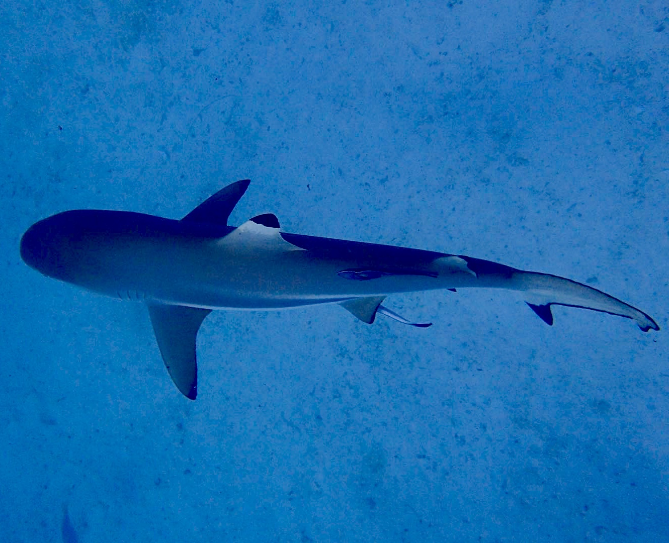 帕劳可以潜水吗,去帕劳玩是什么感觉