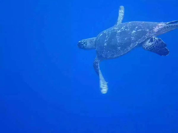 去帕劳玩是什么感觉,帕劳可以潜水吗