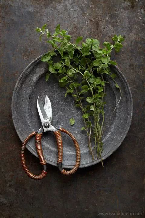 阳台盆栽香料,在家种什么香料好吃又实惠