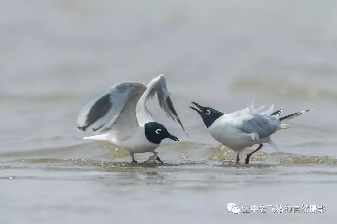 初夏时节，欣赏黑嘴鸥的浓情蜜意