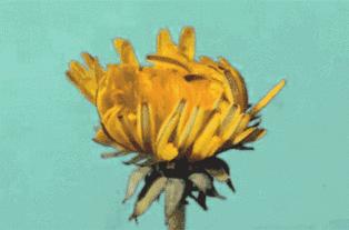 灯泡进肛门引发万人关注，“会诊”结果靠谱么？