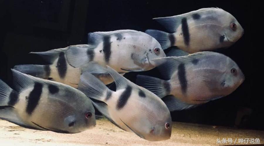 慈鲷鱼哪几种最好养,慈鲷十大最漂亮的鱼
