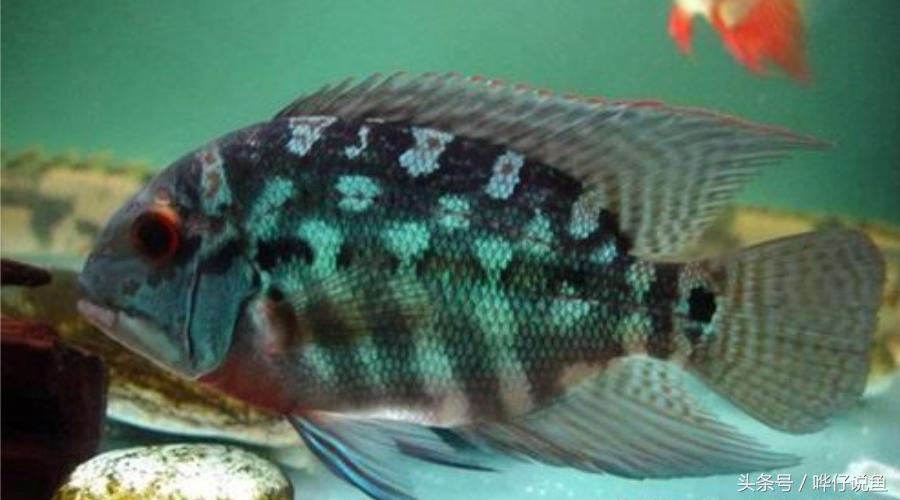 慈鲷鱼哪几种最好养,慈鲷十大最漂亮的鱼