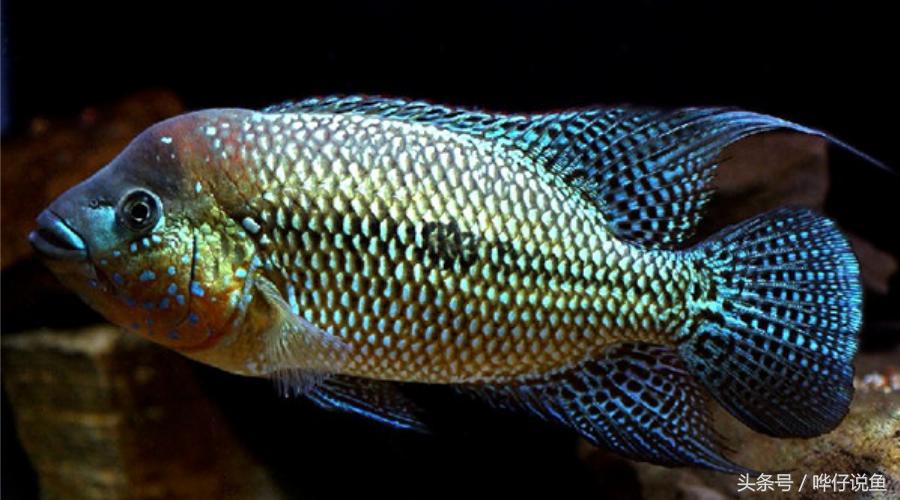 慈鲷鱼哪几种最好养,慈鲷十大最漂亮的鱼