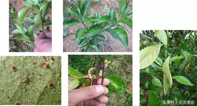 柑橘幼苗黄化怎么回事,柑橘幼树春梢突然黄化是怎么回事