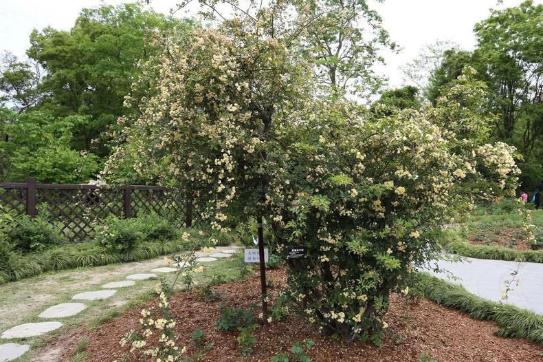 蔷薇月季玫瑰的区别,玫瑰是月季和蔷薇的杂交