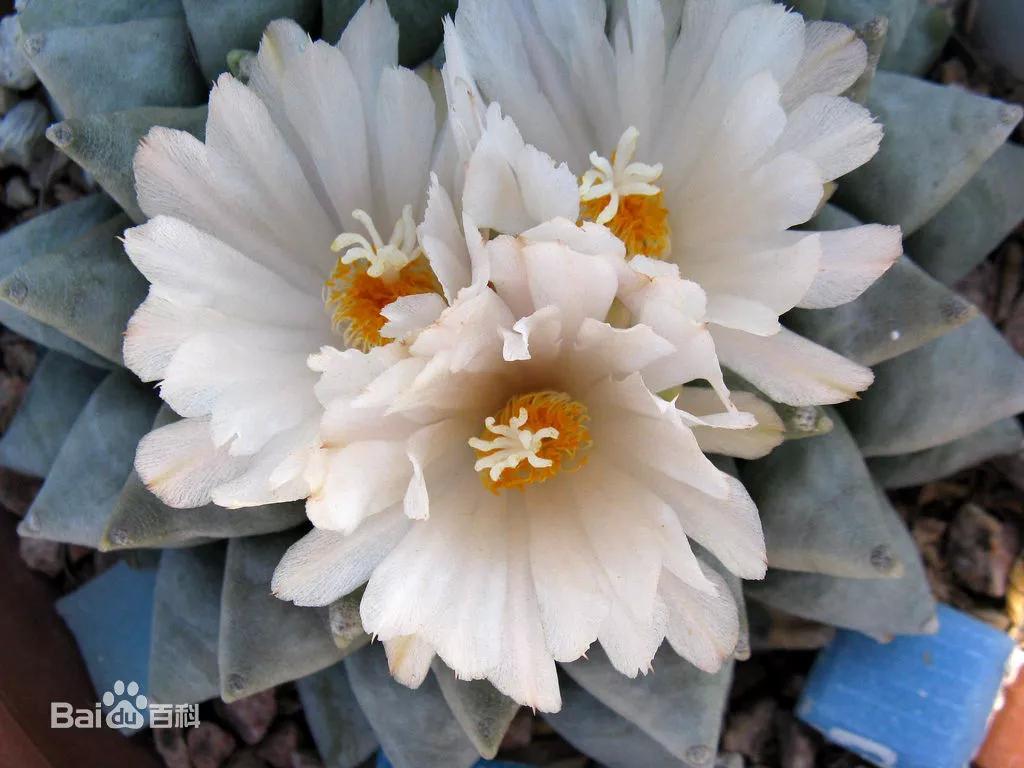 海淘多肉植物存风险，部分植物可能致幻