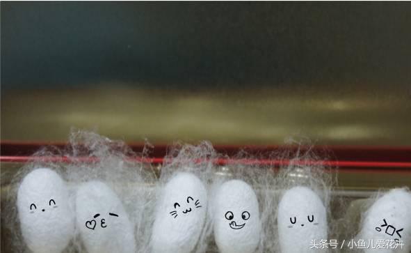 桑树种在家里可不可以,桑树盆栽放在家里可以吗