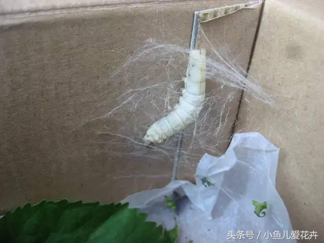 桑树种在家里可不可以,桑树盆栽放在家里可以吗