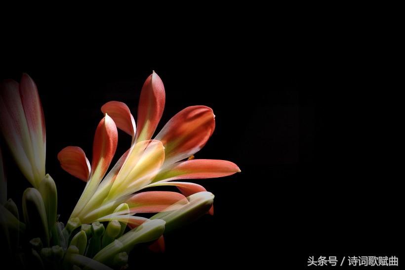 谁说毛*东泽**没写过抗日有关诗词，这几首难道不是？