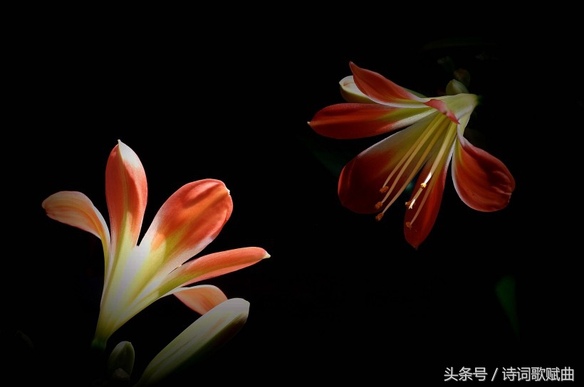 谁说毛*东泽**没写过抗日有关诗词，这几首难道不是？