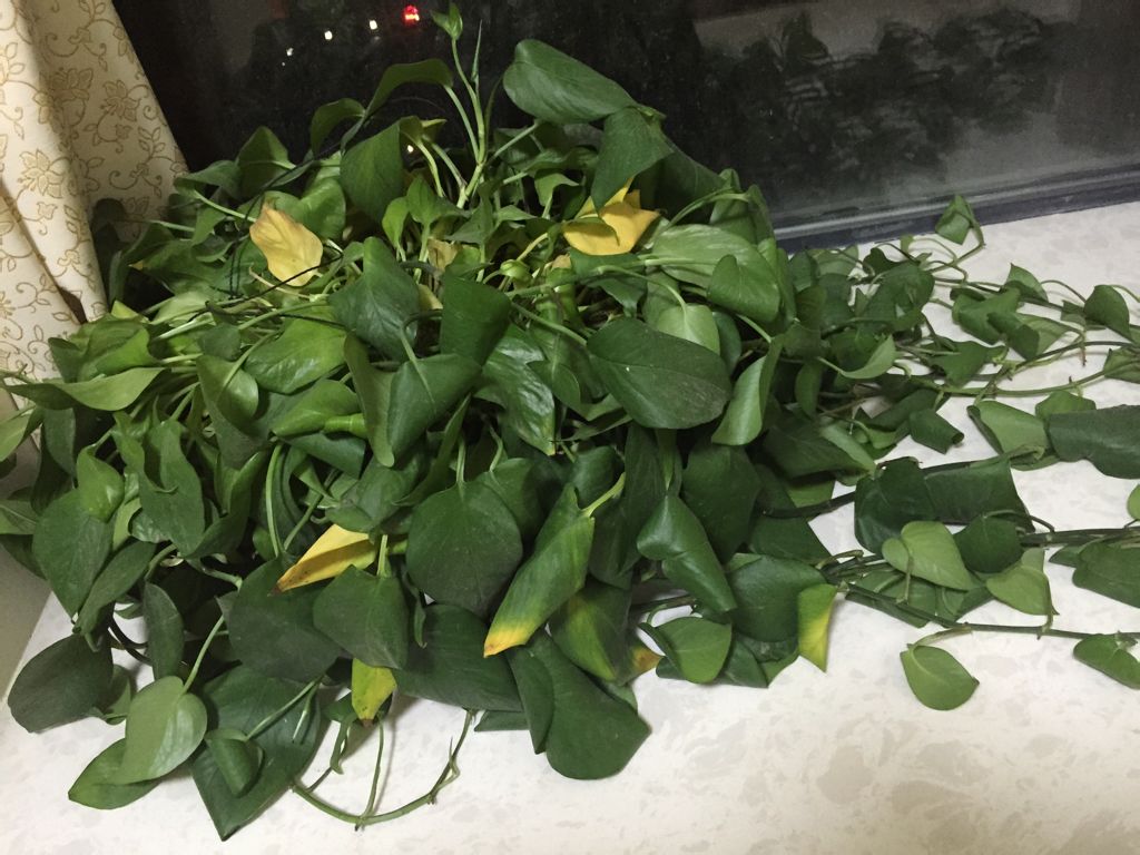 幸福的“烦恼”：绿萝长太长，太乱，2个办法解决！