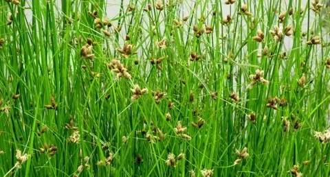 田间杂草及名称图片,地里杂草看不见实拍