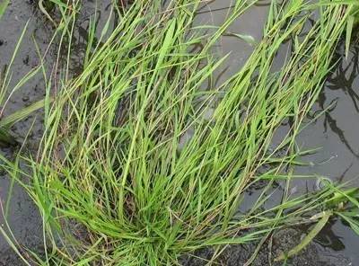 田间杂草及名称图片,地里杂草看不见实拍