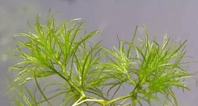 田间杂草及名称图片,地里杂草看不见实拍