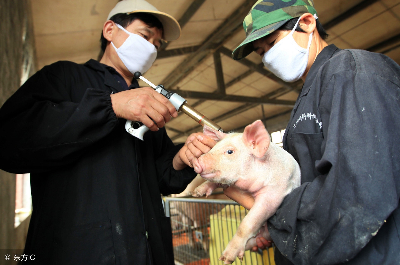 为什么养的猪容易生病,猪生病怎么办最好方法