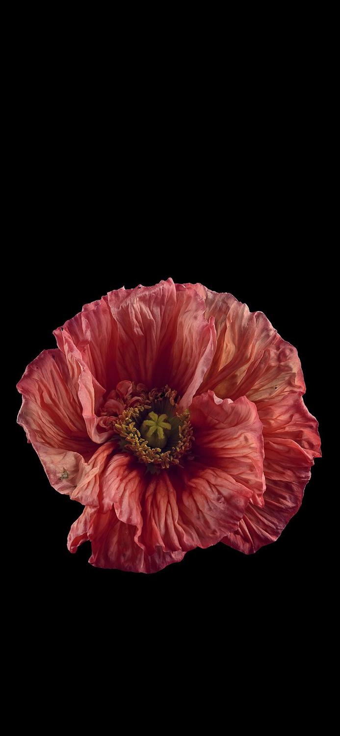 苹果x壁纸手机超清全面屏2020,iphonex壁纸原生壁纸