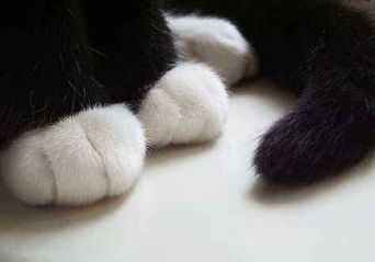 原来不只有相马经，还有《相猫经》，这些猫的名字你听说过吗