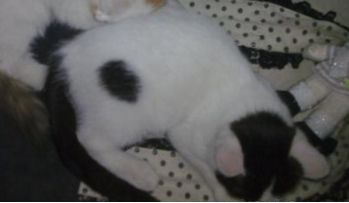 原来不只有相马经，还有《相猫经》，这些猫的名字你听说过吗